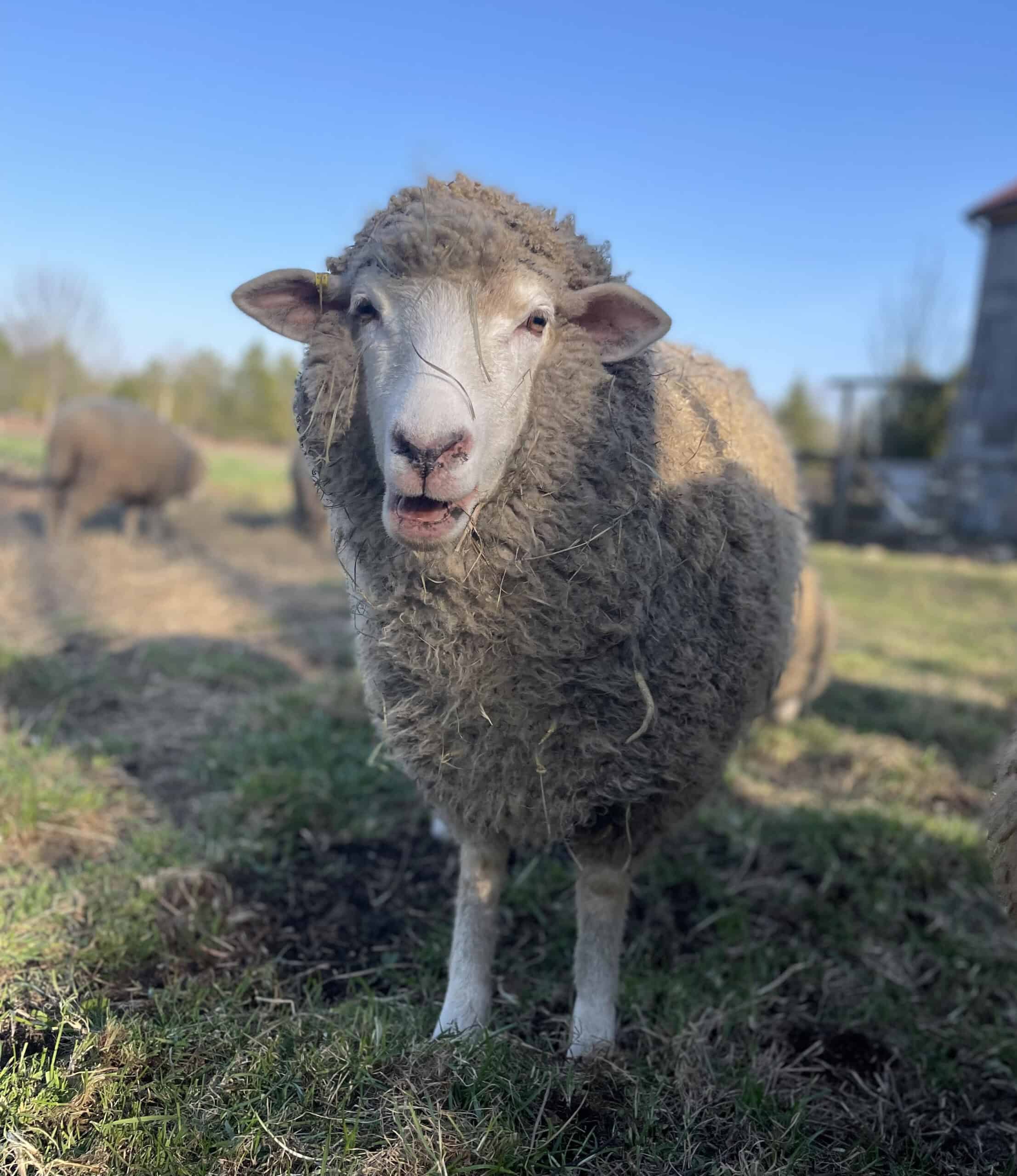 sheep baah