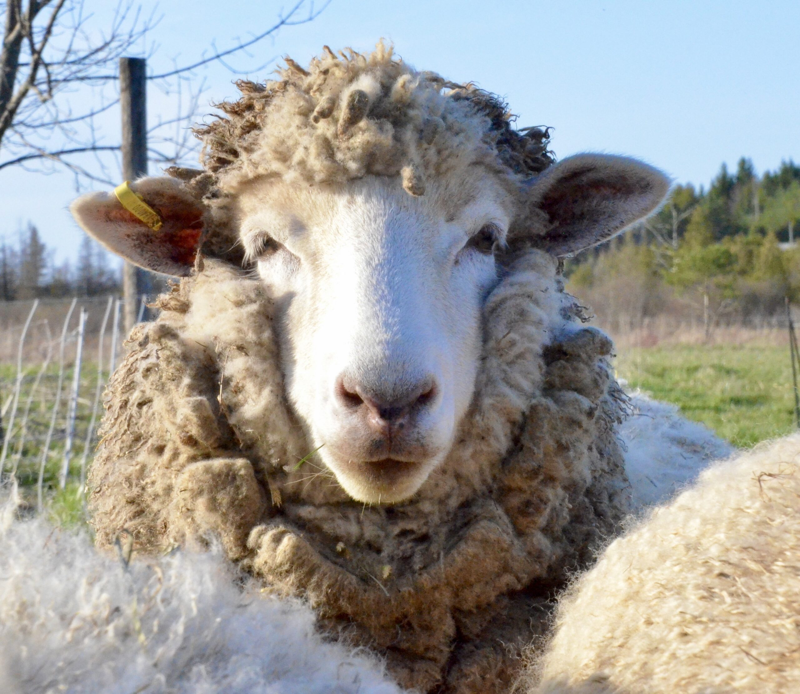 sheep