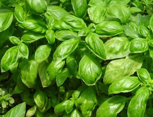 Basil – Genovese