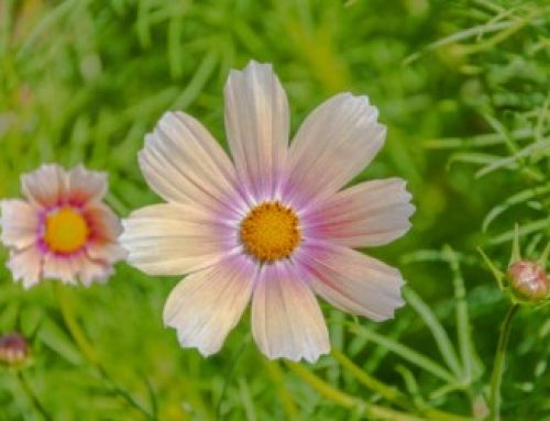 Cosmos – Apricot Lemonade