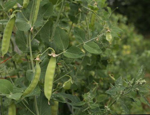 Snow Pea – Meeting Place