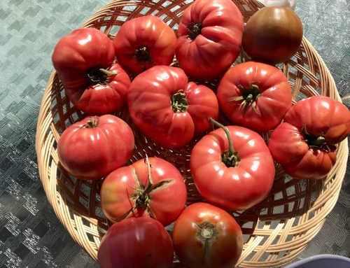 Tomato – Pink Slicer